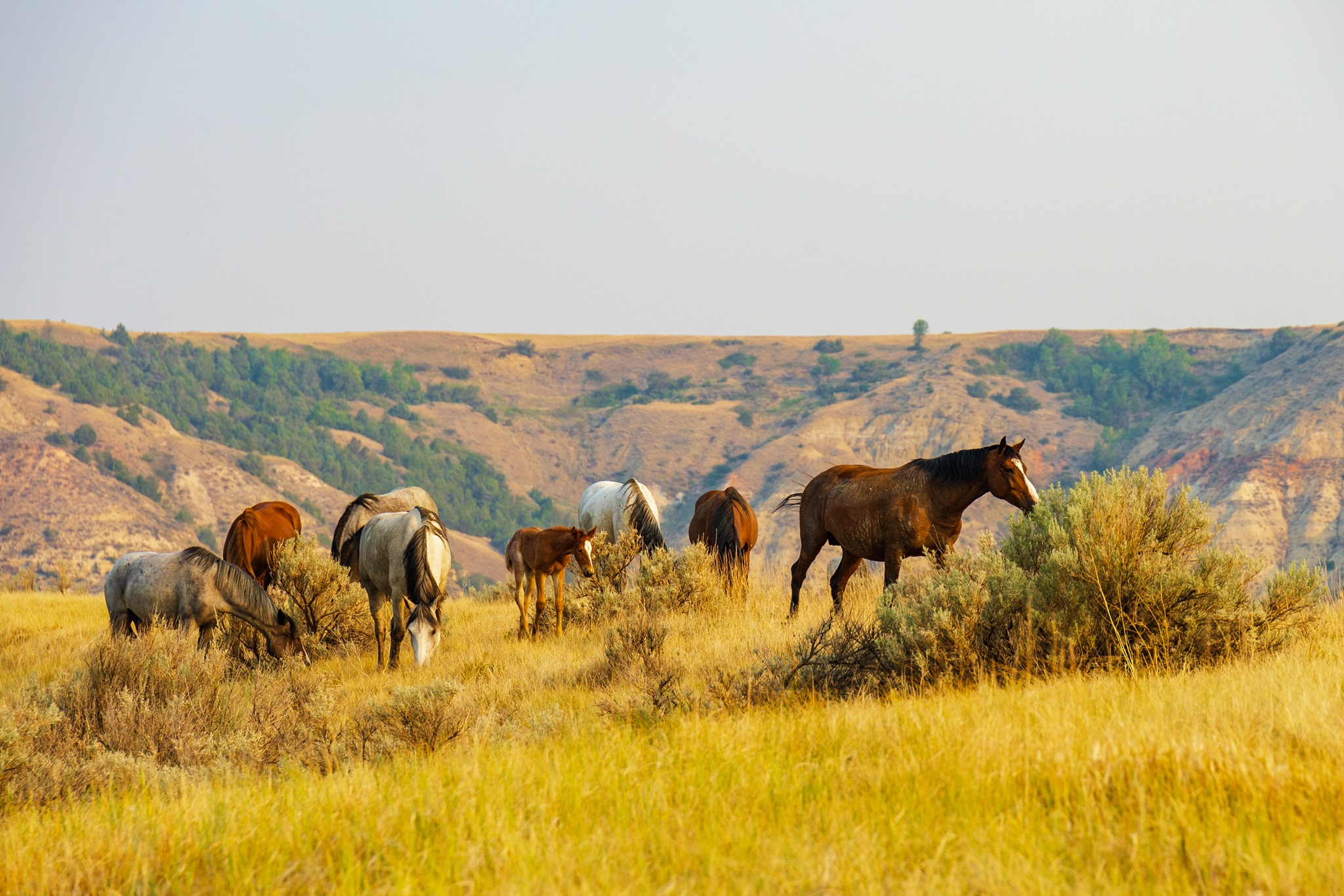 Theodore Roosevelt National Park - Horses